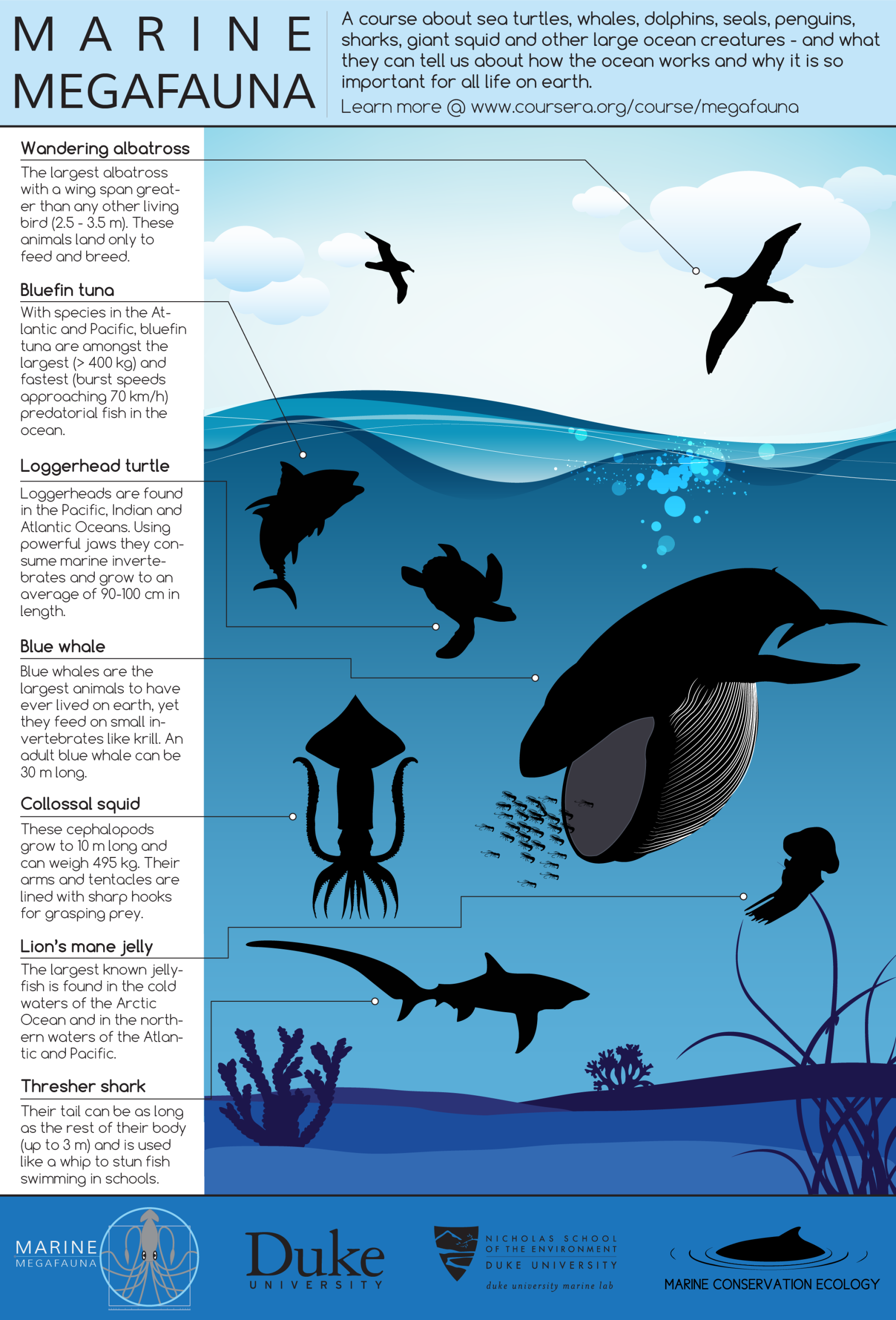 Coursera’s First Marine Science MOOC:
Marine Megafauna | An Introduction to Marine Science and Conservation