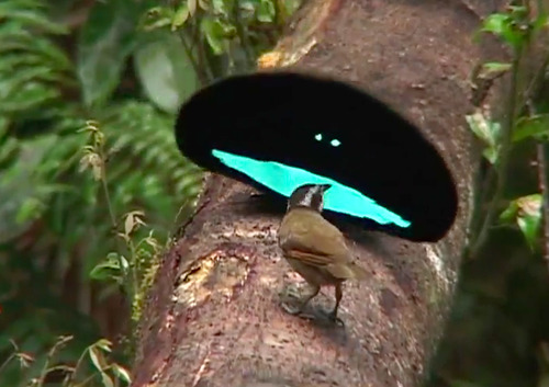 matingbirds